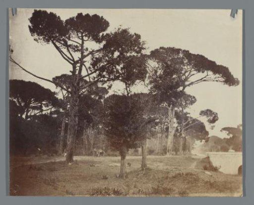 Man with a cart in a landscape with trees, probably in Italy