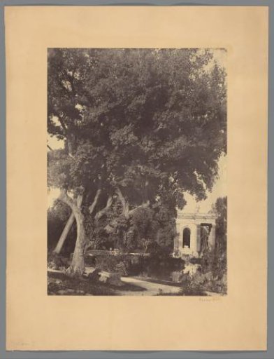 Park with large tree and classical building, probably in Italy