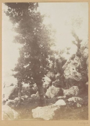 Tree amidst rocks, possibly in Spain