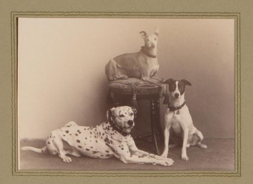 Three dogs