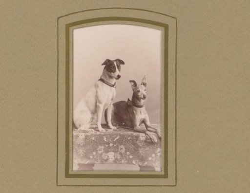 Two dogs