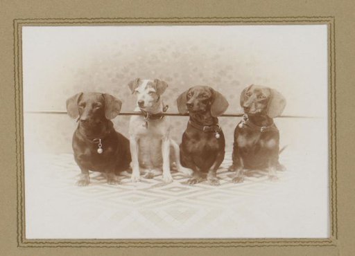 Four dogs