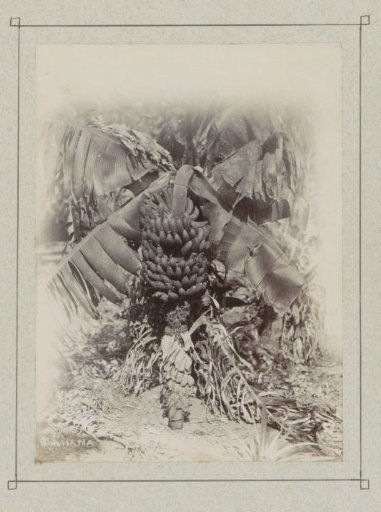 Banana Plant