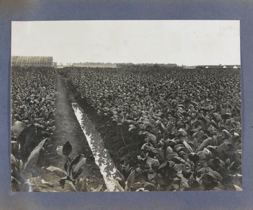 View of a field with tobacco plants on Sumatra