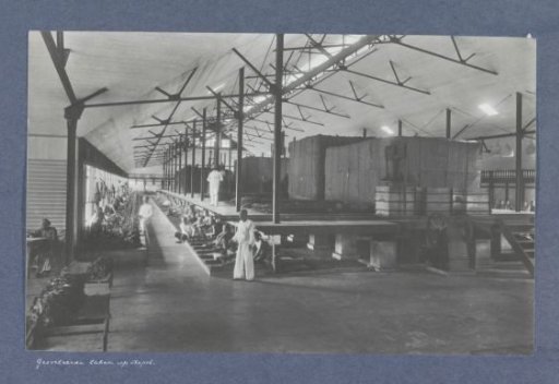 Chinese contract workers sorting tobacco leaves in a fermentation shed, Sumatra