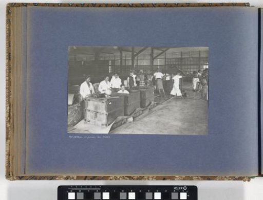Men and women packing and pressing tobacco in a shed on Sumatra