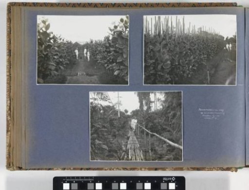 Plantation managers and dogs in the fields of the Boeloe Tjina tobacco plantation on Sumatra