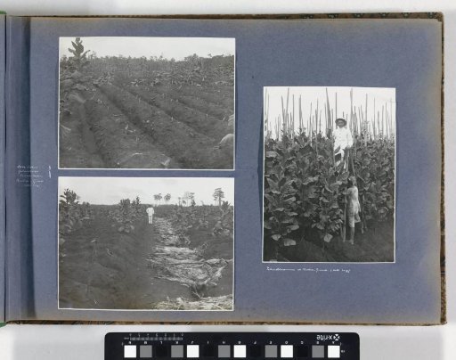 Storm-ravaged fields of the Boeloe Tjina tobacco plantation on Sumatra