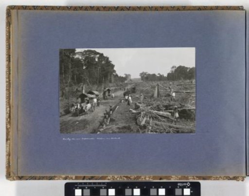 Clearing of primeval forest for the establishment of a tobacco field on Sumatra