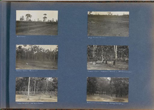 Field with young rubber trees on a plantation on Sumatra