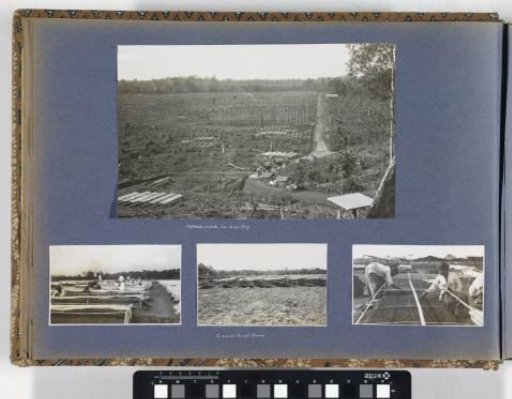 Seedbeds on Sumatra