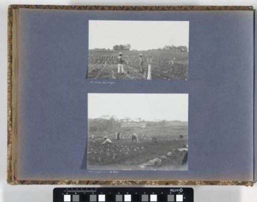 Men engaged in 'hilling up' on a field on Sumatra