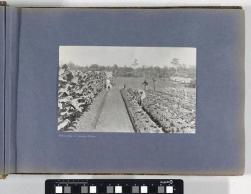 Men working in tobacco beds on Sumatra, left a European overseer