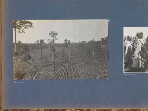View of a tobacco field on Sumatra