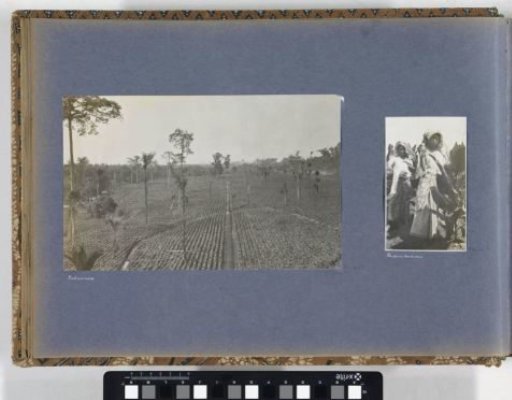 Two caterpillar hunters showing catch on plantation on Sumatra