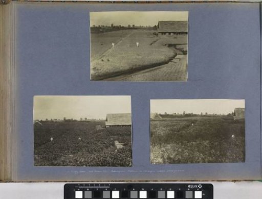 Tobacco field on the Bindjey Estate of the Deli-Batavia Company on Sumatra (40 days after planting)