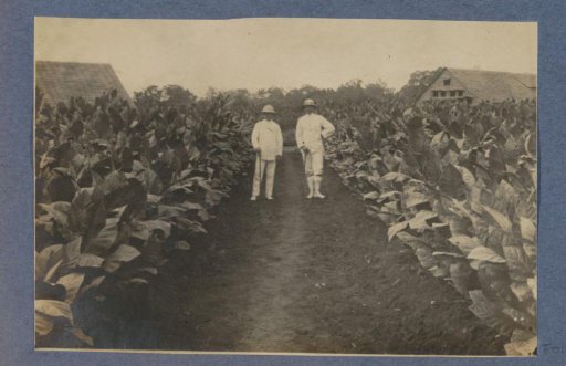 Tobacco field on the Bindjey Estate of the Deli-Batavia Company on Sumatra (on the day of planting)