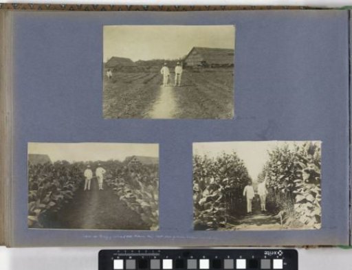 Tobacco field on the Bindjey Estate of the Deli-Batavia Company on Sumatra (40 days after planting)