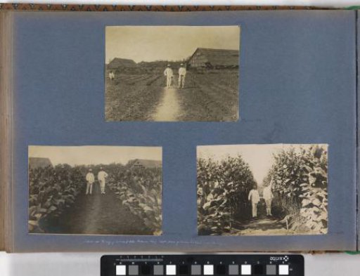 Tobacco field on the Bindjey Estate of the Deli-Batavia Company on Sumatra (80 days after planting)