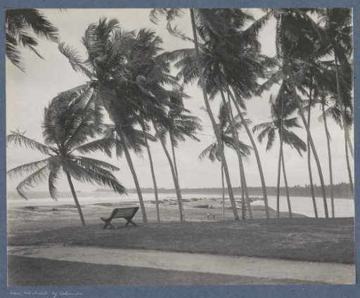 Beach near Colombo (Ceylon) with palms and bench
