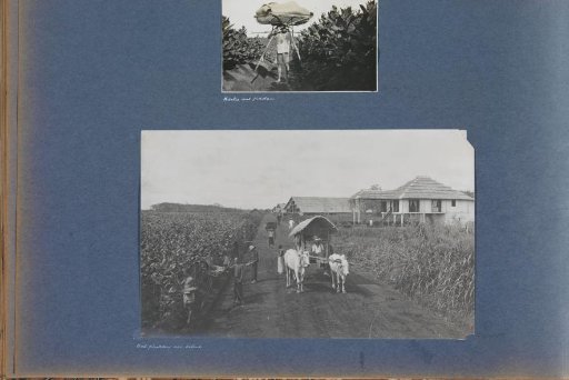 Planting tobacco with ox cart on a plantation on Sumatra