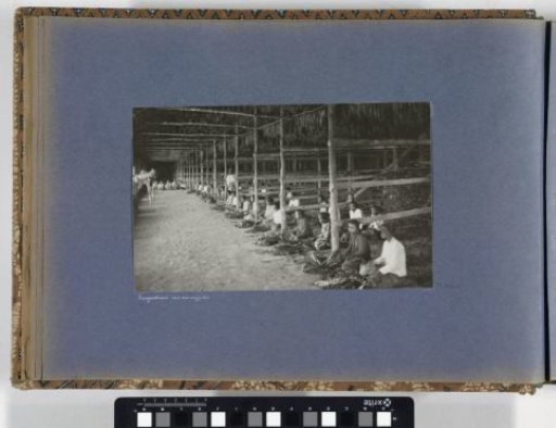 Women engaged in stringing tobacco leaves in a drying shed on Sumatra