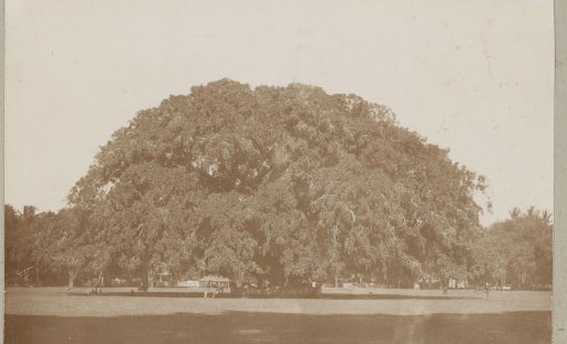 Large tree in a park