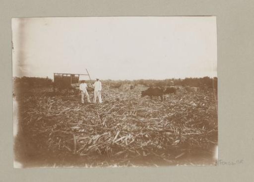 Two European men with oxen in a field