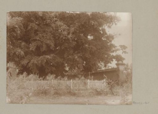 Trees in a garden