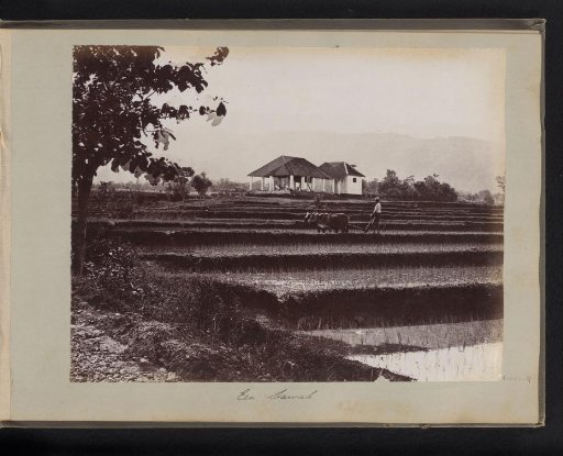 Rice field with farmer and observing Dutchmen