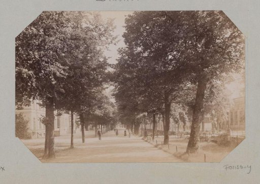 Tree avenue at Detmold