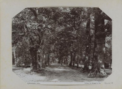Trees along the Lichtenthaler Allee at Baden-Baden