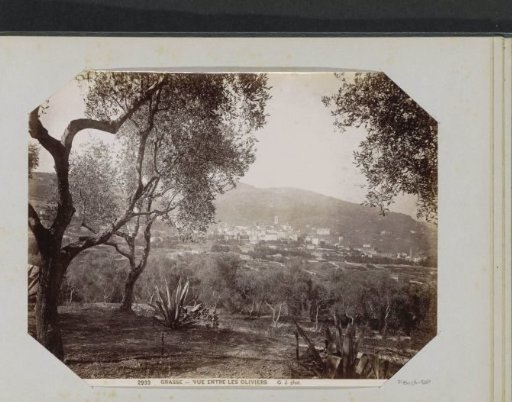 View of Grasse with olive trees