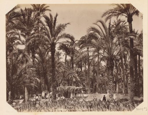 Working people among palm trees near Elx