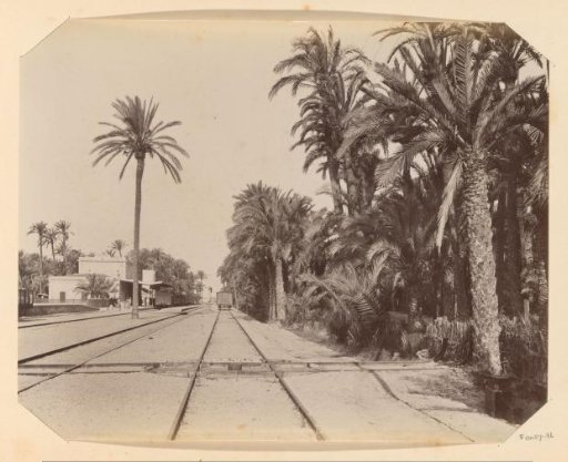Station with tracks amidst palms in Elx