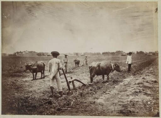 Four ploughing farmers with oxen, possibly in the Philippines