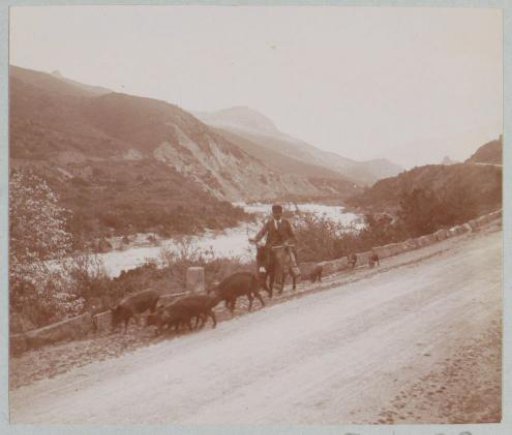Swineherd with pigs along a road in Corsica