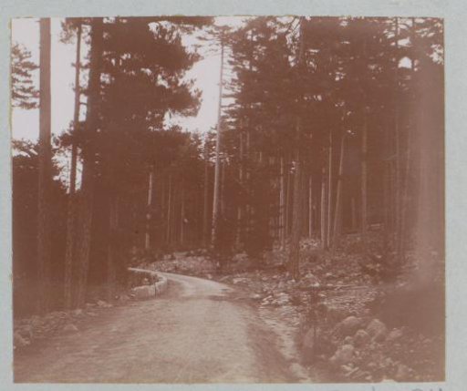 Road through a pine forest in Corsica