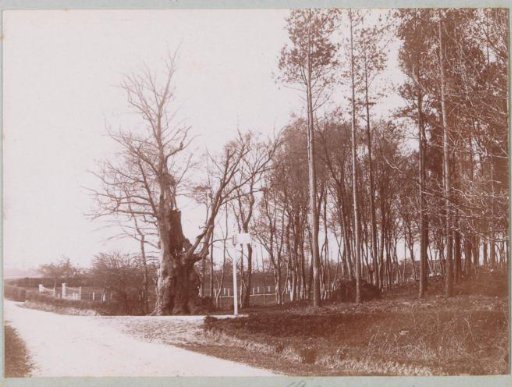 Forêt de Roumare near Rouen with the Thick Beech (Gros Hêtre) of Montigny to the Left of Center