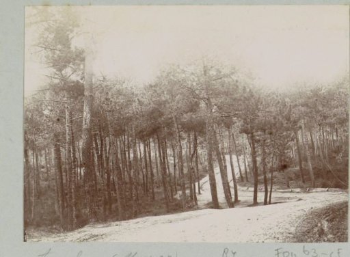 Forest with path at Arachon