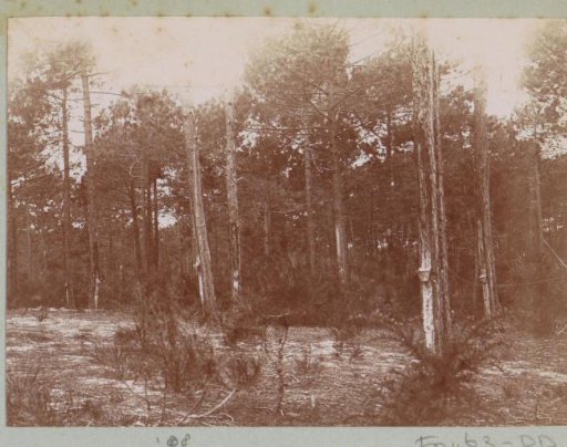 Trees with boxes on their trunks, probably near Arcachon