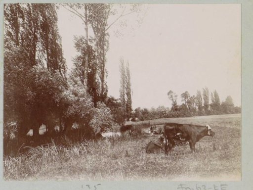 Landscape with cows on the banks of a stream, probably near Lisieux
