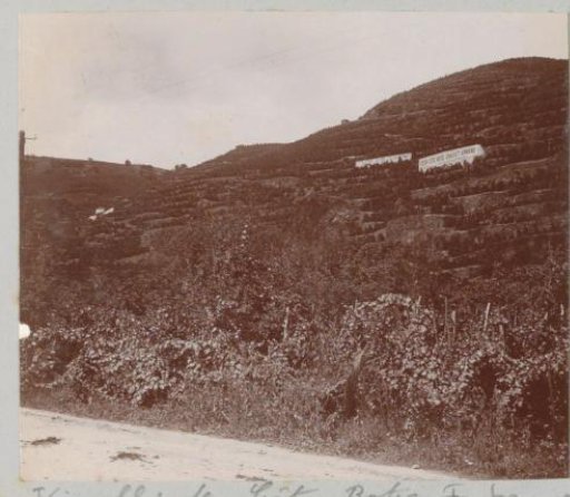 Slopes with vineyards and advertising signs of the Côte Rôtie