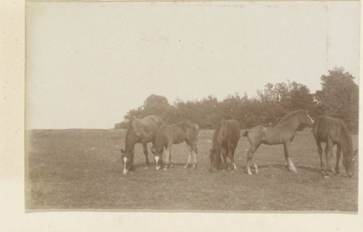 Horses in a meadow in France