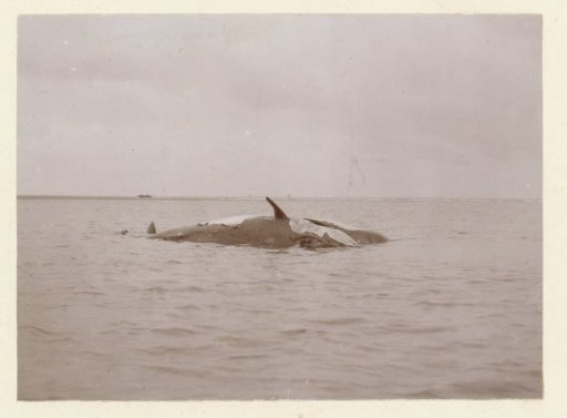 Floating carcass of a dead whale, probably off the French coast
