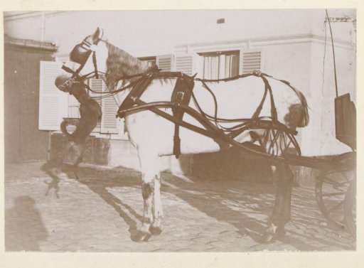 Dog jumping at a harnessed horse on a courtyard in France, shadow of the photographer on the left