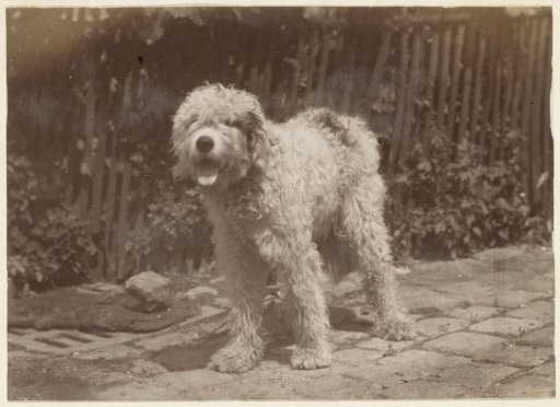 Dog standing by a fence in France