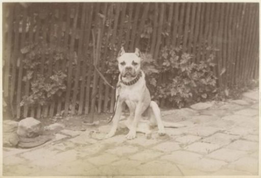 Leashed dog sitting by a fence in France