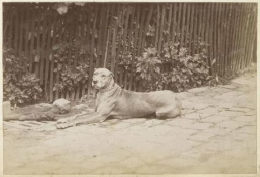 Leashed dog lying by a fence in France