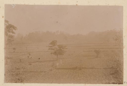 View of a plantation